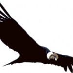 condor_thumb2