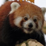 red-panda