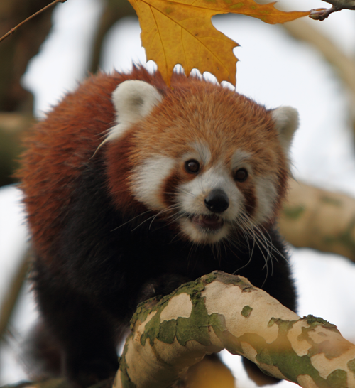 Red Panda - Firefox